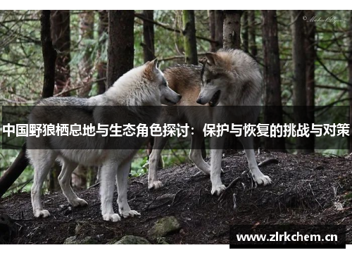 中国野狼栖息地与生态角色探讨：保护与恢复的挑战与对策
